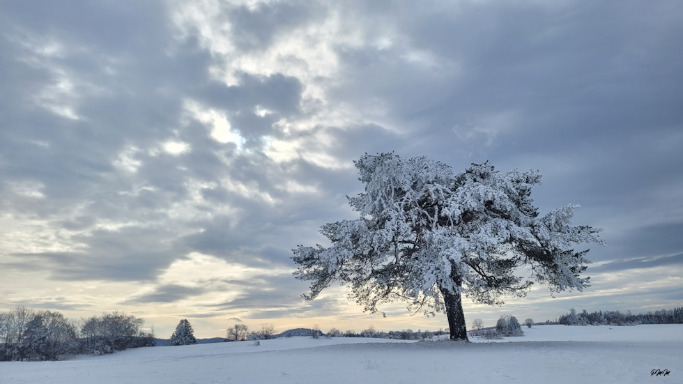 Besondere_Stimmung_Baum_1_900x551.jpg